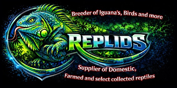 Replids – Breeder of Iguanas, Birds and More