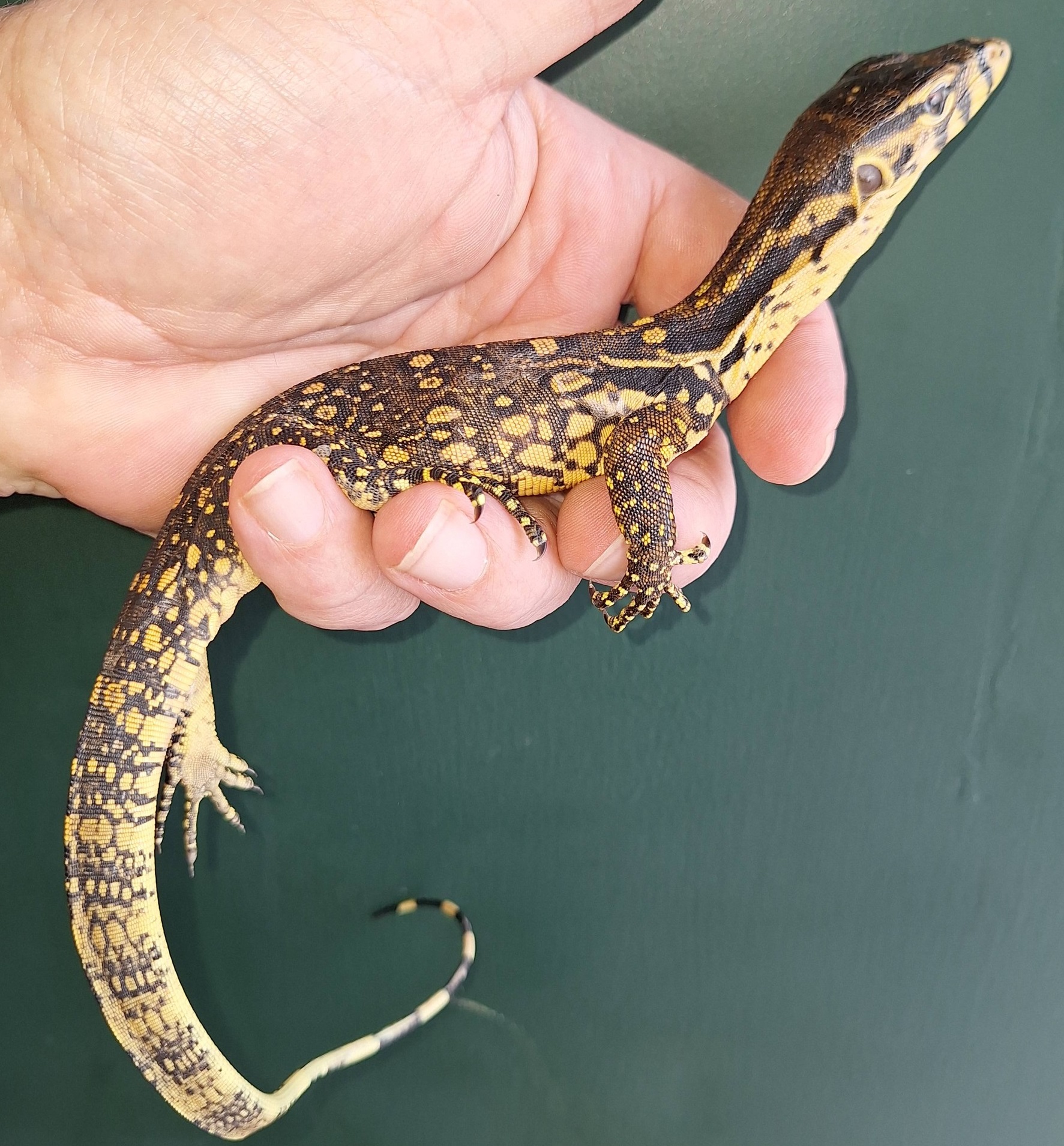 Sumbawa water monitor